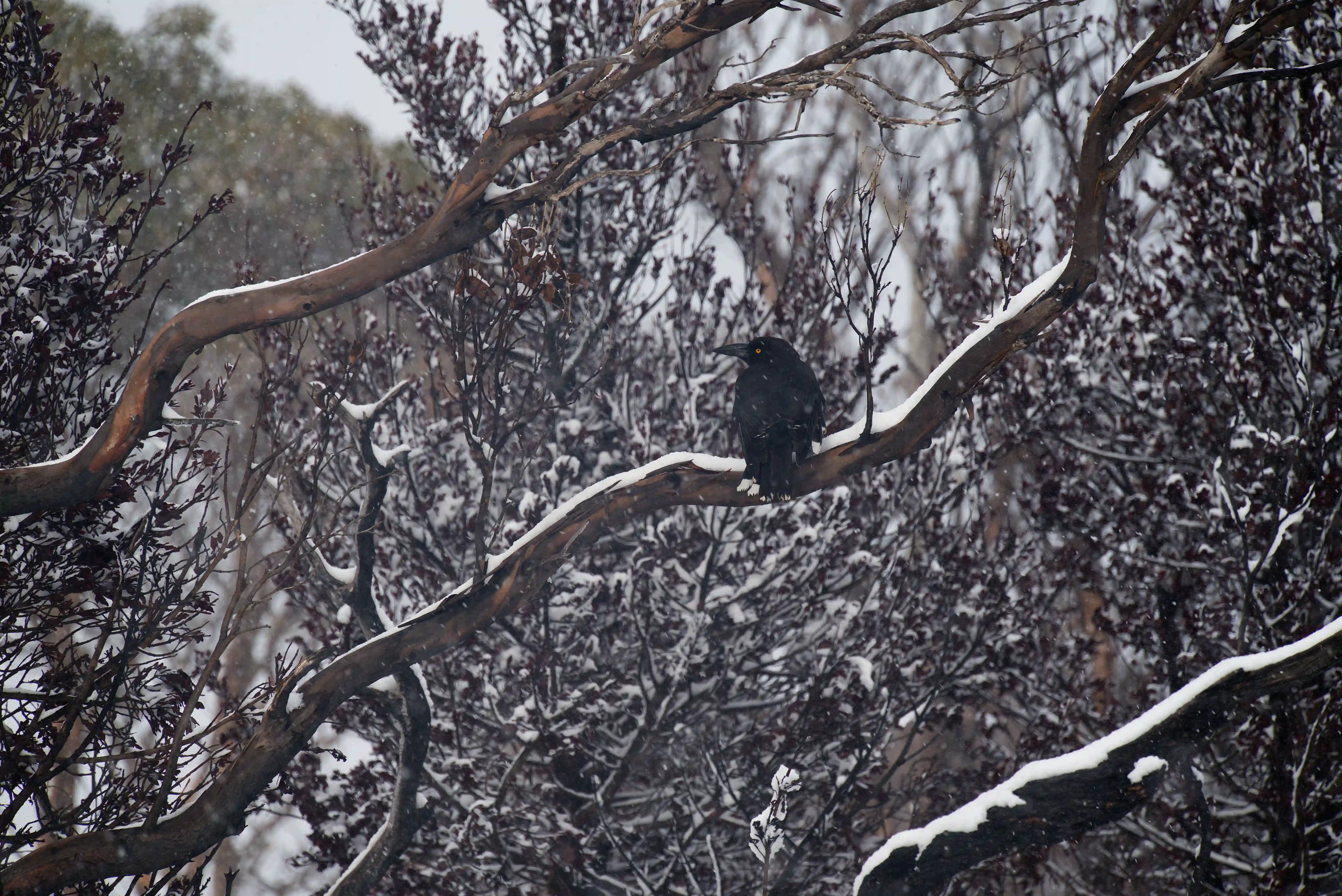 overland-track-currawong-branch-2025-11-11.webp