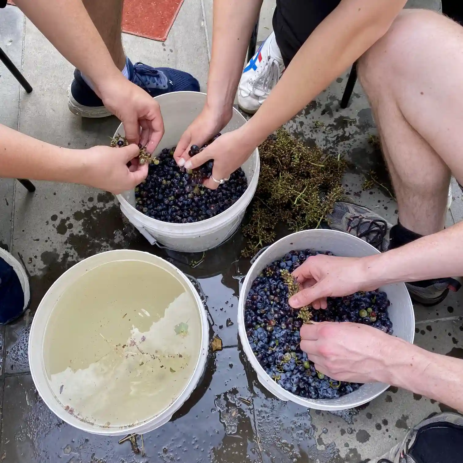 pic-wine-grape-wash-2025-03-09