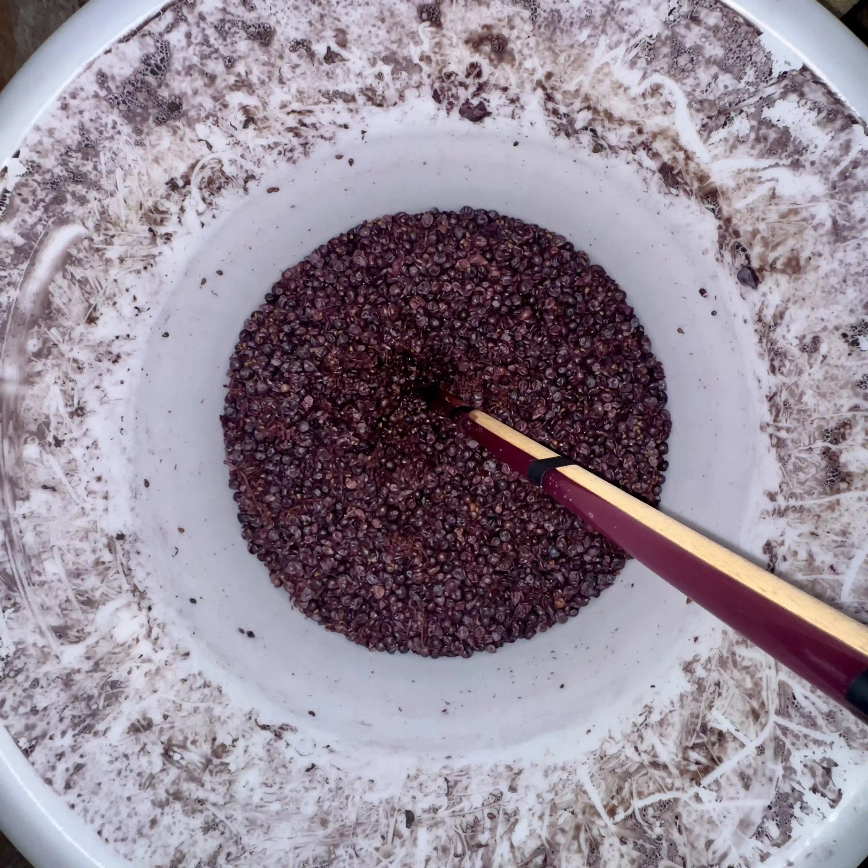 pic-wine-siphon-from-2025-03-16